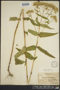 Eupatorium sessilifolium image