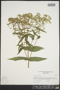 Eupatorium sessilifolium image