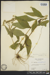 Eupatorium sessilifolium image