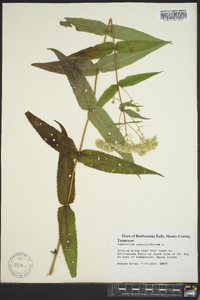 Eupatorium sessilifolium image