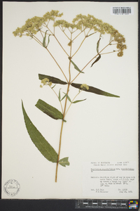 Eupatorium sessilifolium image