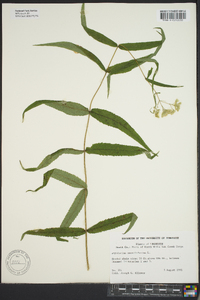 Eupatorium sessilifolium image