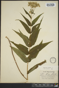 Eupatorium sessilifolium image