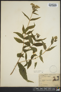 Eupatorium sessilifolium image