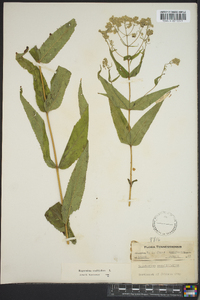 Eupatorium sessilifolium image