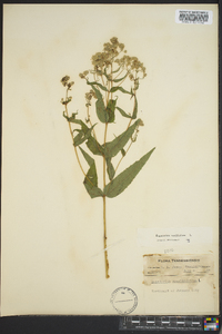 Eupatorium sessilifolium image