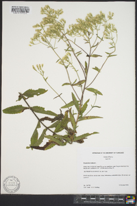 Eupatorium album image