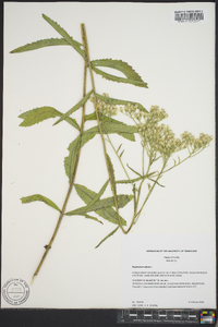 Eupatorium album image