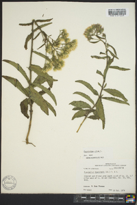 Eupatorium album image