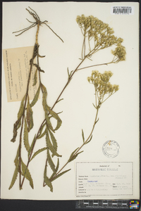 Eupatorium album var. glandulosum image