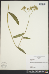 Eupatorium album image