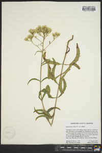 Eupatorium album image