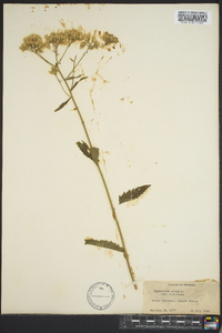 Eupatorium album image