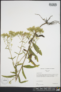 Eupatorium album image