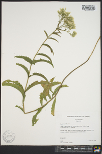 Eupatorium album image