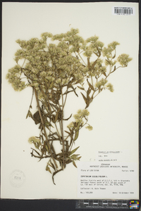 Eupatorium altissimum image