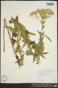 Eupatorium altissimum image