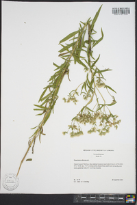 Eupatorium altissimum image