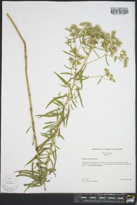 Eupatorium altissimum image