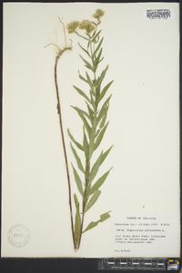 Eupatorium altissimum image