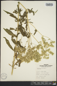 Eupatorium altissimum image