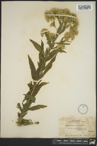 Eupatorium altissimum image