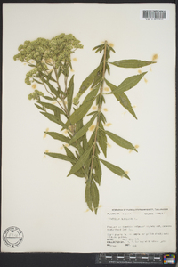 Eupatorium altissimum image