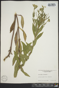 Eupatorium altissimum image