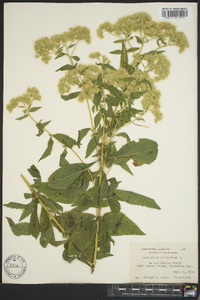 Eupatorium altissimum image