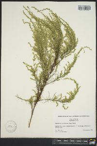 Eupatorium capillifolium image