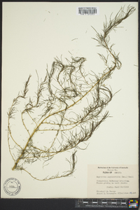 Eupatorium capillifolium image