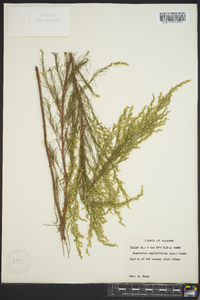 Eupatorium capillifolium image