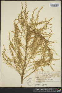 Eupatorium capillifolium image