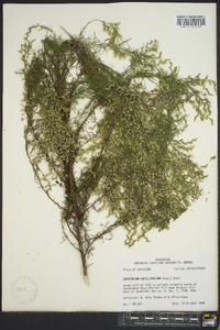 Eupatorium capillifolium image