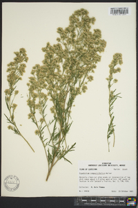 Eupatorium compositifolium image