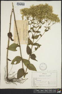 Eupatorium cordigerum image