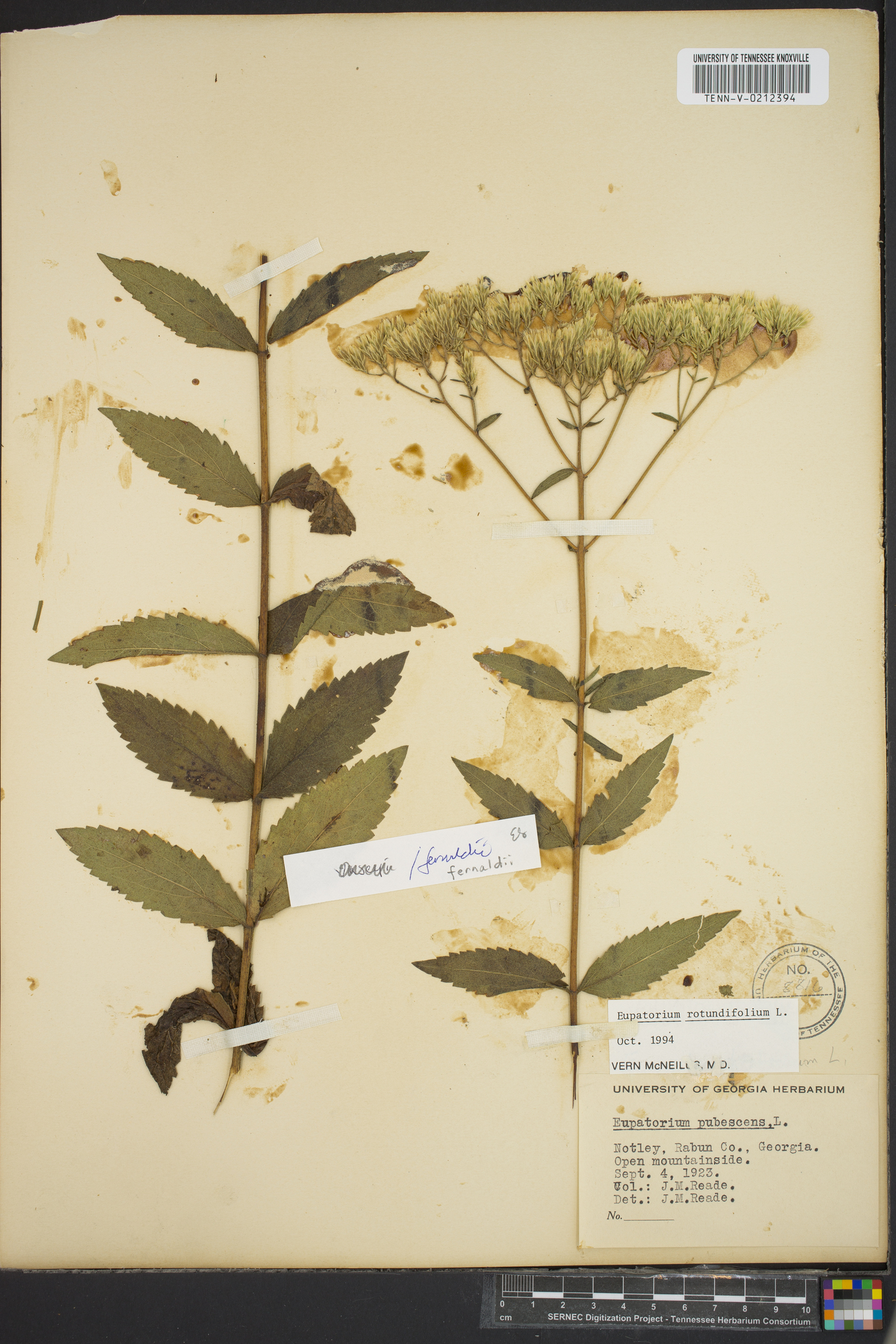Eupatorium fernaldii image