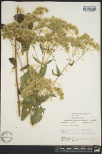 Eupatorium sessilifolium image