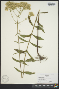 Eupatorium leucolepis image