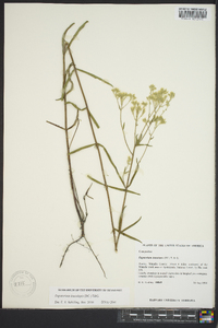 Eupatorium leucolepis image