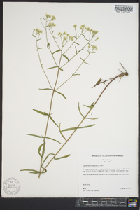 Eupatorium leucolepis image