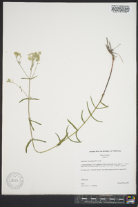 Eupatorium leucolepis image