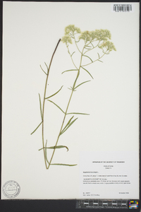 Eupatorium leucolepis image