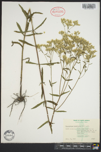 Eupatorium leucolepis image