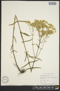 Eupatorium leucolepis image