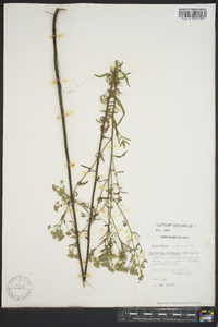 Eupatorium leucolepis image