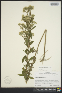 Eupatorium linearifolium image