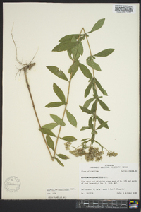 Eupatorium linearifolium image