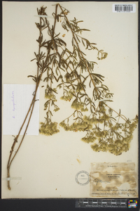 Eupatorium linearifolium image