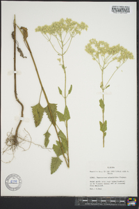 Eupatorium mikanioides image